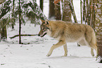 Grauwolf