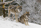 Grauwolf