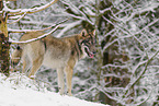 Grauwolf