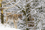 Grauwolf