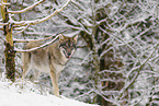 Grauwolf