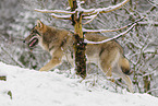 Grauwolf