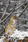 Grauwolf