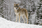 Grauwolf