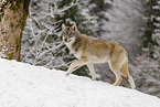 Grauwolf