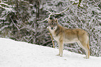 Grauwolf