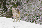 Grauwolf