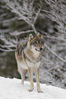 Grauwolf