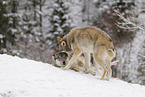 Grauwolf