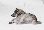 Grauwolf