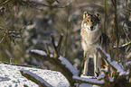 Grauwolf