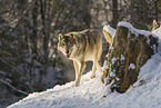 Grauwolf