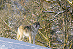 Grauwolf