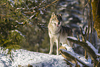 Grauwolf