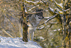Grauwolf