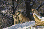 Grauwolf