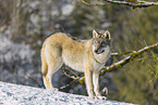 Grauwolf