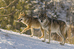 Grauwolf