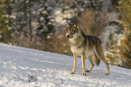 Grauwolf