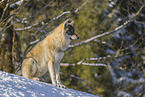 Grauwolf
