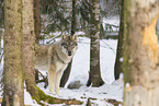 Grauwolf