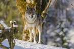 Grauwolf