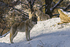 Grauwolf