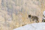 Grauwolf