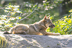 Grauwolf