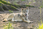 Grauwolf