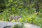Grauwolf