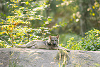 Grauwolf