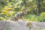 Grauwolf