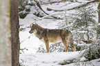 Europischer Wolf im Winter