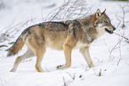 Europischer Wolf im Winter