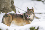 Europischer Wolf im Winter