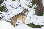 Europischer Wolf im Winter