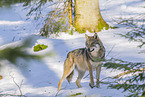 Europischer Wolf im Winter