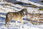 Europischer Wolf im Winter