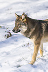 Europischer Wolf im Winter