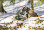 Europischer Wolf im Winter