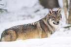 Europischer Wolf im Winter