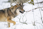 Europischer Wolf im Winter