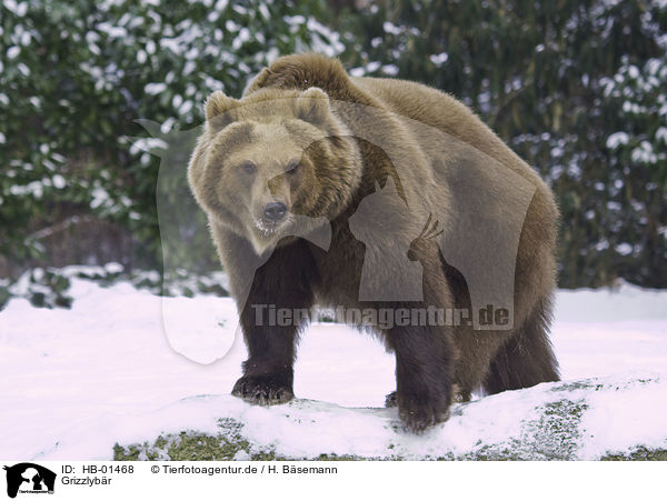 Grizzlybr / Grizzly bear / HB-01468