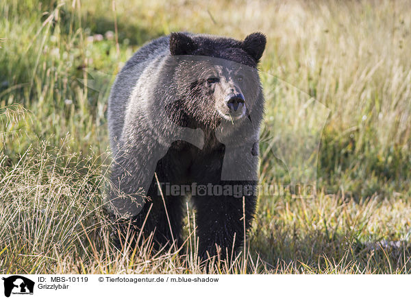 Grizzlyb�r / MBS-10119