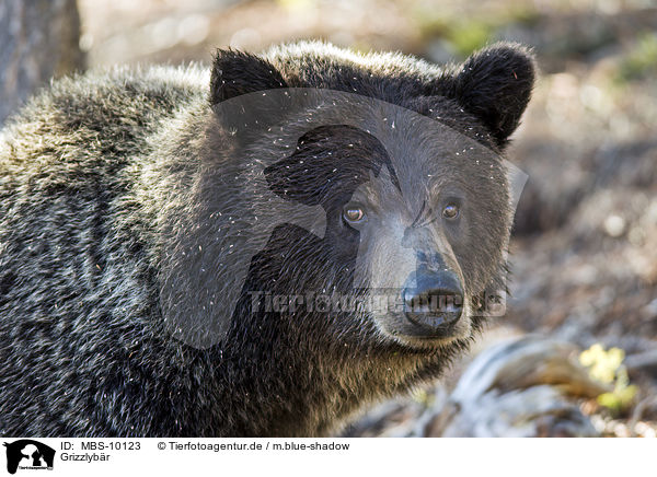 Grizzlyb�r / MBS-10123