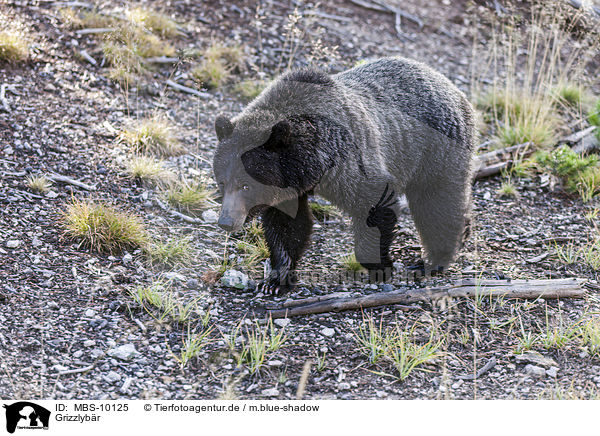 Grizzlyb�r / MBS-10125