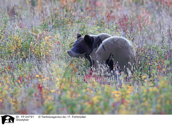 Grizzlybr / Grizzly Bear / FF-04791
