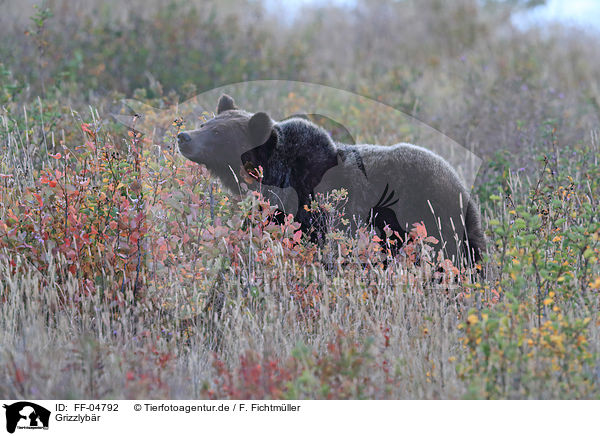 Grizzlybr / Grizzly Bear / FF-04792