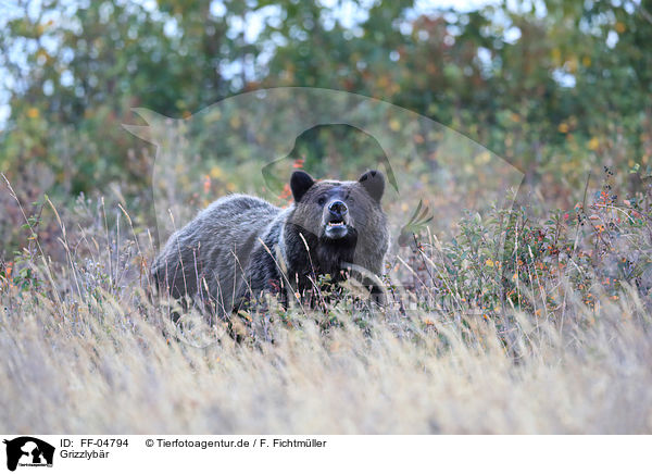 Grizzlybr / Grizzly Bear / FF-04794